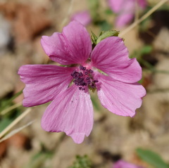 Althaea cannabina