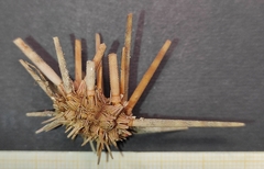 Stylocidaris affinis