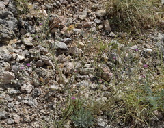 Centaurea sarandinakiae