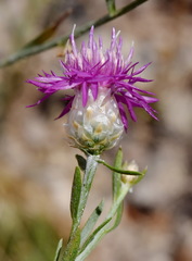Centaurea sarandinakiae
