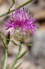 Centaurea sarandinakiae