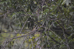 Iole propinqua innectens