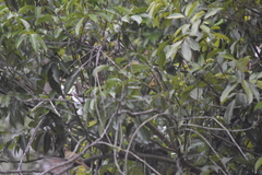 Iole propinqua innectens