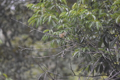 Iole propinqua innectens