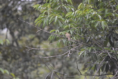 Iole propinqua innectens