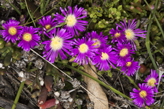 Carpobrotus modestus