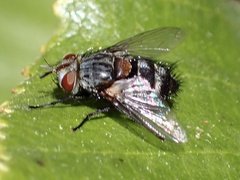 Exoristinae