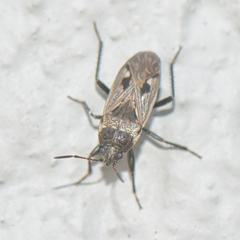 Rhyparochromidae