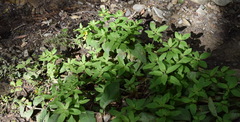 Lysimachia punctata