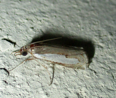 Classeya bicuspidalis