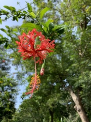 Hibiscus schizopetalus
