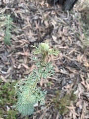 Actinotus helianthi