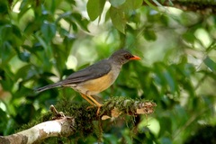 Turdus abyssinicus