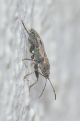 Rhyparochromidae