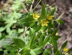 Lysimachia punctata