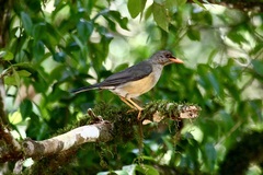 Turdus abyssinicus