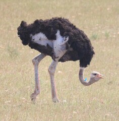 Struthio camelus australis