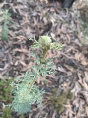 Actinotus helianthi