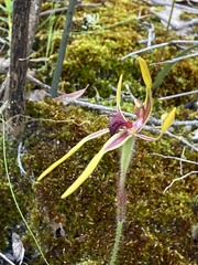 Caladenia arrecta
