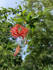 Hibiscus schizopetalus
