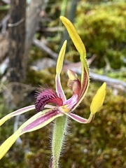 Caladenia arrecta
