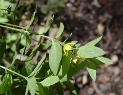 Lysimachia punctata