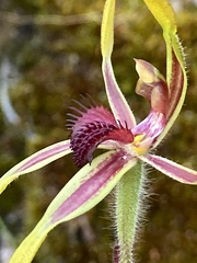 Caladenia arrecta