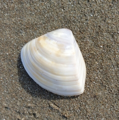 Crassula aequilatera