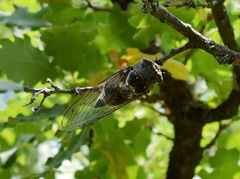 Lyristes plebejus