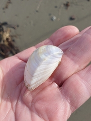 Crassula aequilatera