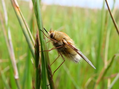 Australoechus micans