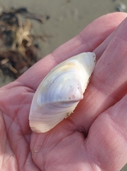 Crassula aequilatera