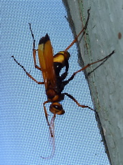 Cryptocheilus annulatus