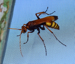 Cryptocheilus annulatus