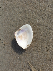 Crassula aequilatera