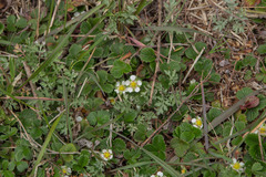 Fragaria hayatae