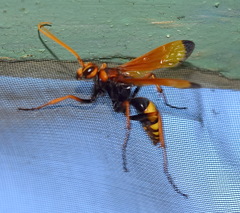 Cryptocheilus annulatus