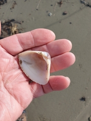 Crassula aequilatera