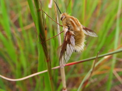Australoechus micans