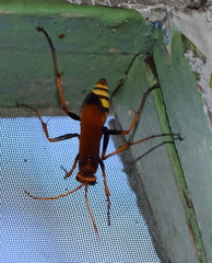 Cryptocheilus annulatus