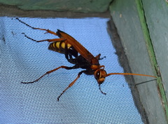 Cryptocheilus annulatus