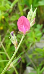 Onobrychis aequidentata