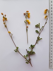 Hermannia multiflora
