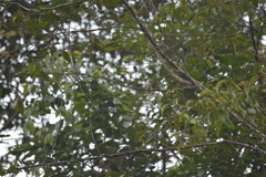 Pycnonotus finlaysoni eous