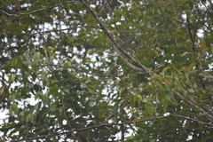 Pycnonotus finlaysoni eous