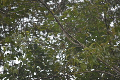 Pycnonotus finlaysoni eous