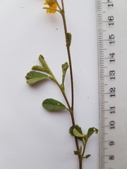 Hermannia multiflora