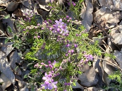 Philotheca spicata