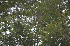 Pycnonotus finlaysoni eous