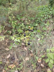 Chrysojasminum fruticans